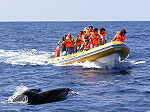 Whalewatching vor Sao Miguel